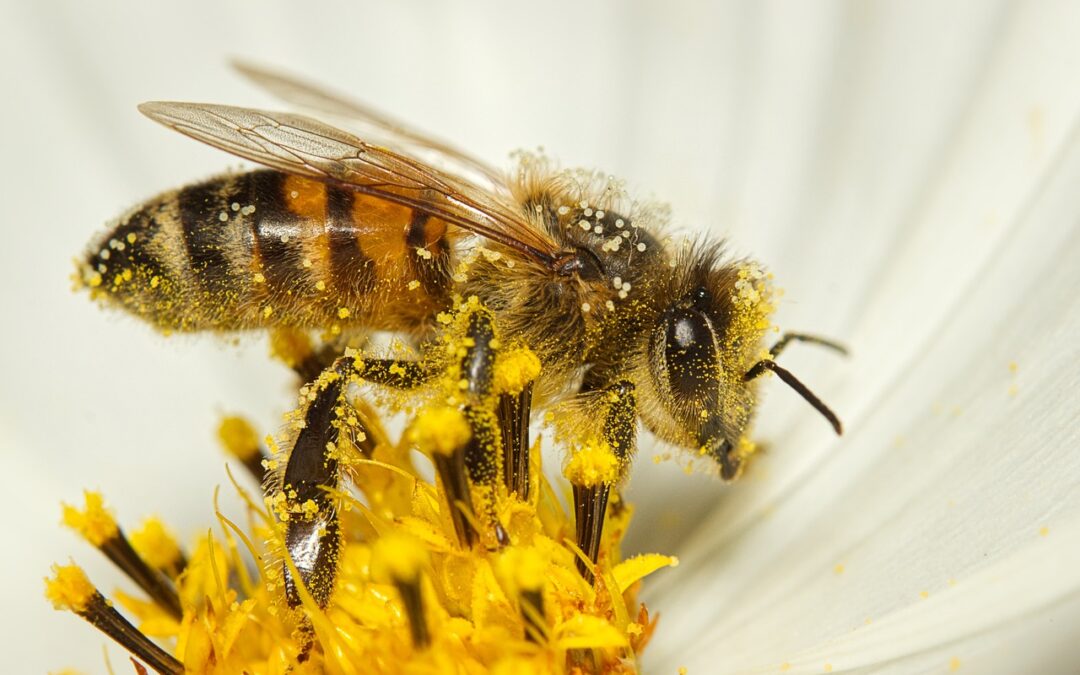 Subvenciones destinadas a la mejora de la producción y comercialización de los productos de la apicultura en Canarias